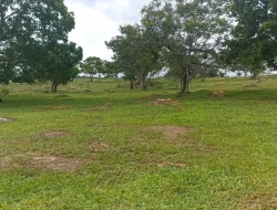 FAZENDA ENTRE PEQUI E MARAVILHAS