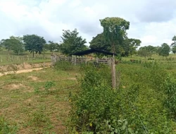 FAZENDA ENTRE PEQUI E MARAVILHAS