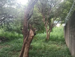 LOTE PRÓXIMO AO CENTRO/ PARÁ DE MINAS / FAZ FUNDOS COM AV. MELO CANÇADO