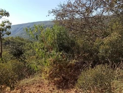 SÍTIO EM SERRA DOS FERREIRAS / ONÇA DO PITANGUI