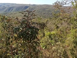 SÍTIO EM SERRA DOS FERREIRAS / ONÇA DO PITANGUI