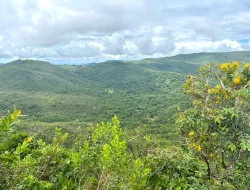 FAZENDA EM PEQUI COM 375 HECTARES