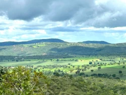 FAZENDA EM PEQUI COM 375 HECTARES