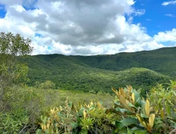 FAZENDA EM PEQUI COM 375 HECTARES