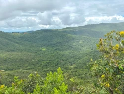 FAZENDA EM PEQUI COM 375 HECTARES