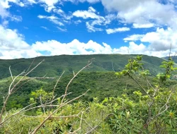 FAZENDA EM PEQUI COM 375 HECTARES