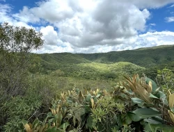 FAZENDA EM PEQUI COM 375 HECTARES