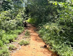 FAZENDA EM PEQUI COM 375 HECTARES
