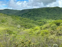 FAZENDA EM PEQUI COM 375 HECTARES