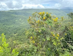 FAZENDA EM PEQUI COM 375 HECTARES