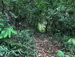 FAZENDA EM PEQUI COM 375 HECTARES