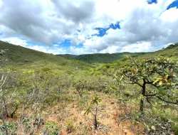 FAZENDA EM PEQUI COM 375 HECTARES