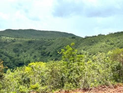 FAZENDA EM PEQUI COM 375 HECTARES