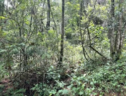 FAZENDA EM PEQUI COM 375 HECTARES