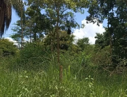 FAZENDA PRÓXIMA PEQUI