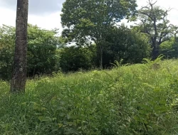 FAZENDA PRÓXIMA PEQUI