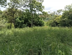 FAZENDA PRÓXIMA PEQUI