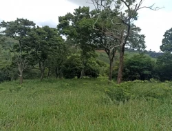FAZENDA PRÓXIMA PEQUI