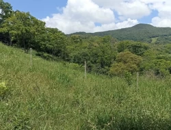 FAZENDA PRÓXIMA PEQUI