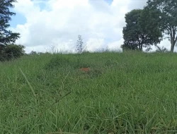 FAZENDA PRÓXIMA PEQUI