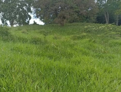 FAZENDA PRÓXIMA PEQUI