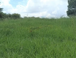 FAZENDA PRÓXIMA PEQUI