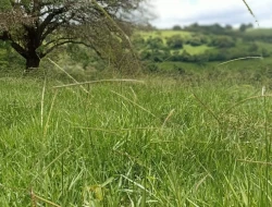 FAZENDA PRÓXIMA PEQUI