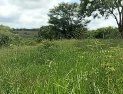 FAZENDA PRÓXIMA PEQUI