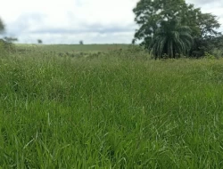 FAZENDA PRÓXIMA PEQUI