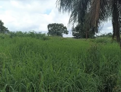 FAZENDA PRÓXIMA PEQUI