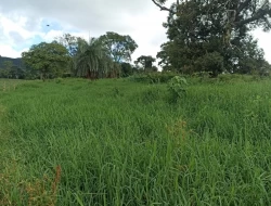 FAZENDA PRÓXIMA PEQUI