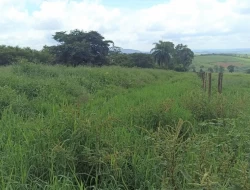 FAZENDA PRÓXIMA PEQUI