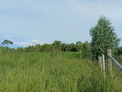 FAZENDA  EM PAIVAS / PARÁ DE MINAS