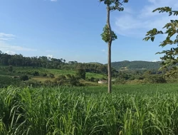 FAZENDA  EM PAIVAS / PARÁ DE MINAS