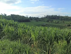 FAZENDA  EM PAIVAS / PARÁ DE MINAS