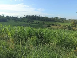 FAZENDA  EM PAIVAS / PARÁ DE MINAS
