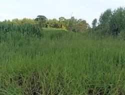FAZENDA  EM PAIVAS / PARÁ DE MINAS