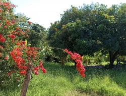 SÍTIO EM BOM SUCESSO/ PARÁ DE MINAS COM CASA LAGOA E 2 NASCENTES