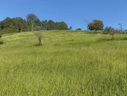 SÍTIO EM BOM SUCESSO/ PARÁ DE MINAS COM CASA LAGOA E 2 NASCENTES