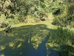 SÍTIO EM BOM SUCESSO/ PARÁ DE MINAS COM CASA LAGOA E 2 NASCENTES