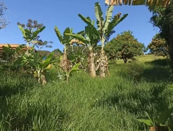 SÍTIO EM BOM SUCESSO/ PARÁ DE MINAS COM CASA LAGOA E 2 NASCENTES