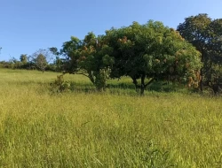 SÍTIO EM BOM SUCESSO/ PARÁ DE MINAS COM CASA LAGOA E 2 NASCENTES