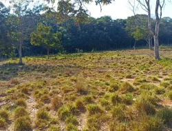 CHÁCARA DE 2 HECTARES EM LIMAS DE IGARATINGA - COM ESCRITURA REGISTRADA