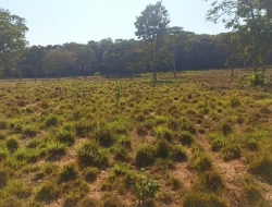 CHÁCARA DE 2 HECTARES EM LIMAS DE IGARATINGA - COM ESCRITURA REGISTRADA