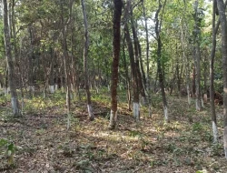 CHÁCARA EM CÓRREGO DAS PEDRAS