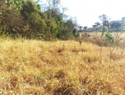 FAZENDA EM COLÔNIA/ONÇA DE PITANGUI