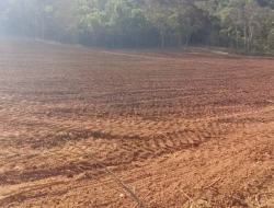 FAZENDA EM COLÔNIA/ONÇA DE PITANGUI