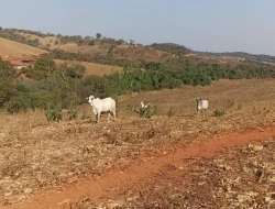 FAZENDA EM COLÔNIA/ONÇA DE PITANGUI
