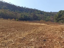 FAZENDA EM COLÔNIA/ONÇA DE PITANGUI