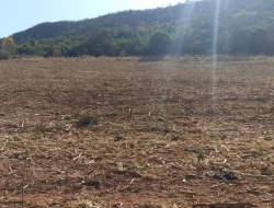 FAZENDA EM COLÔNIA/ONÇA DE PITANGUI